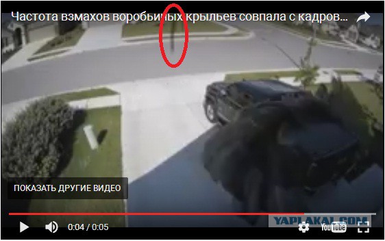 Когда частота взмахов воробьиных крыльев совпала с кадровой частотой камеры