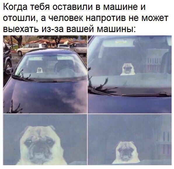 100 картинок для поднятия настроения!
