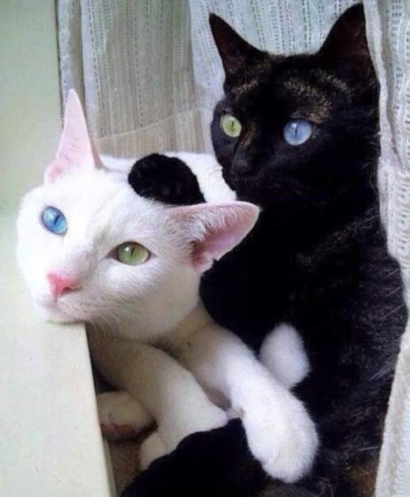 Коты и Кошки