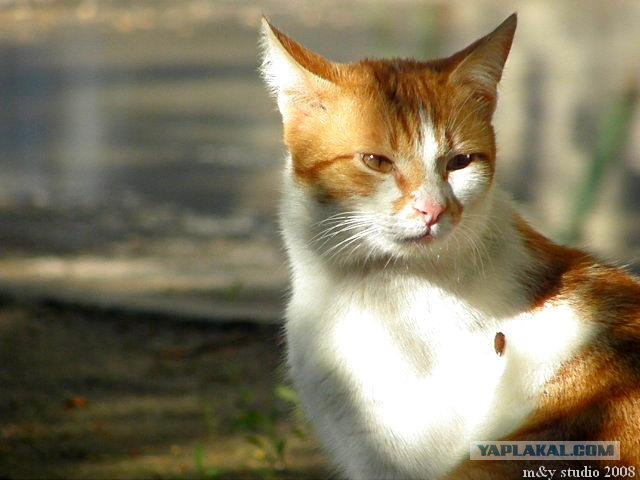 Котовторник на ЯПлакалъ (20.05.08), прикольные коты, добавляем свои!