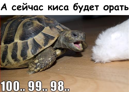 Lolcats - котовторник 33 лолокота!