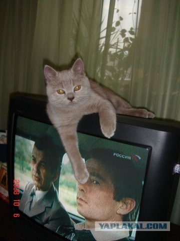 Котовторник: начало