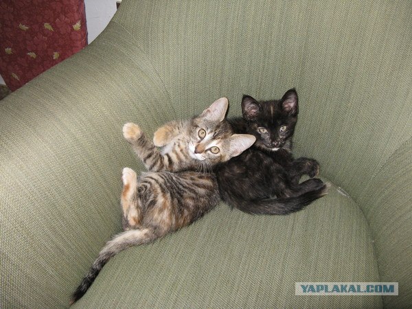 Котовторник 20.12.2011