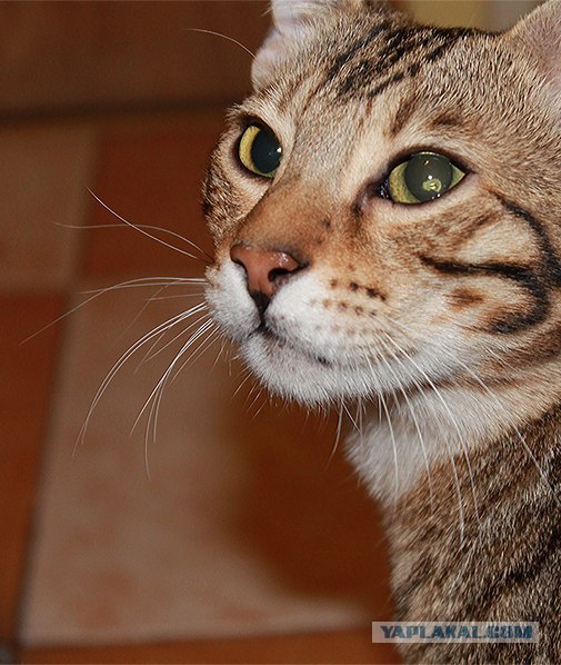 Котовторник (24. 01. 2012 )