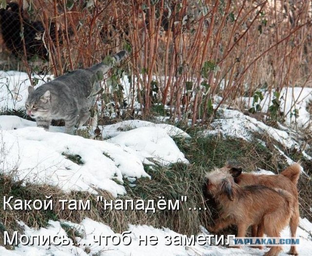 16 лучших котов сезона