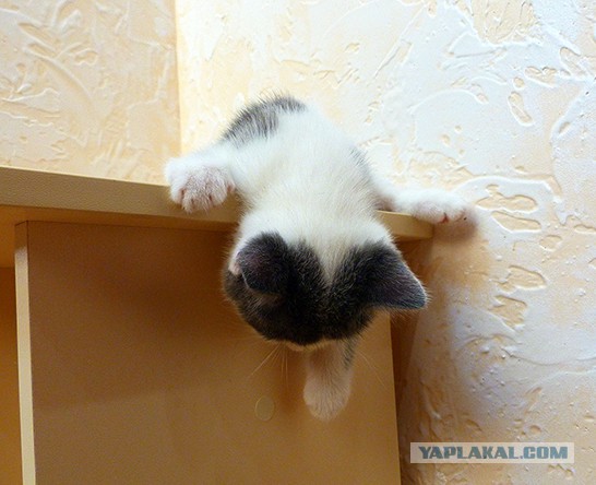 Кошки, которые заснули в самых невообразимых позах