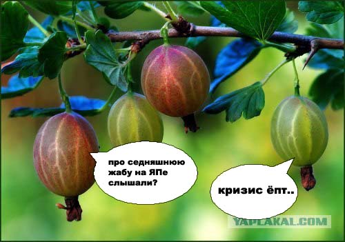 Фотожаба: крыжовник
