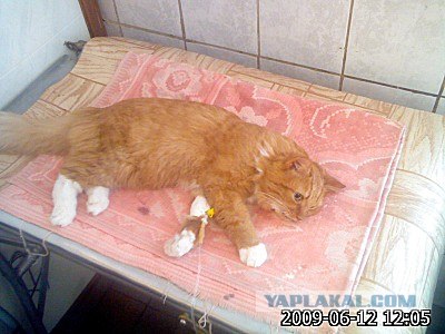 Находчивый кот