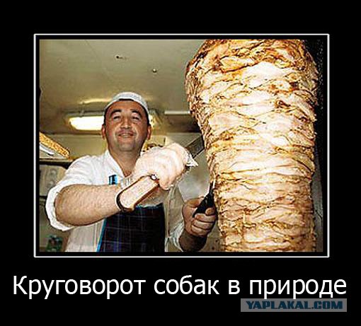 Круговорот собак в природе.