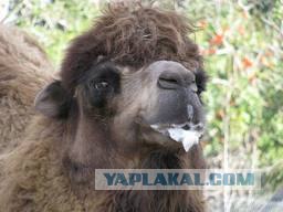 Стоп Хам 62 Для руководства МВД