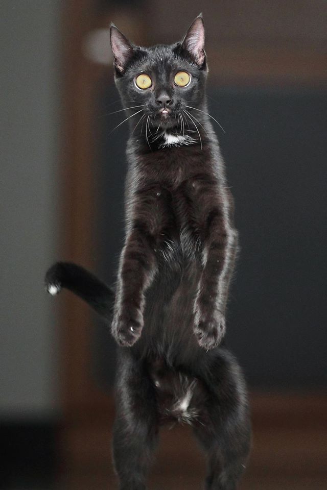 Которник