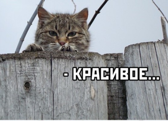 Каллы. Про зелень