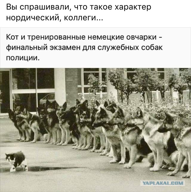 Картинки - не картинки. Смешные - не смешные 2