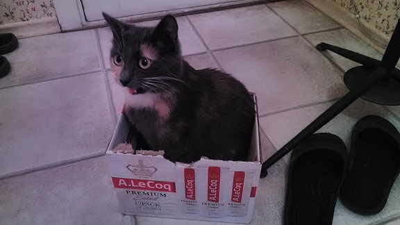 К котовторнику