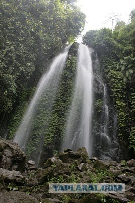 Они живут только 40 лет