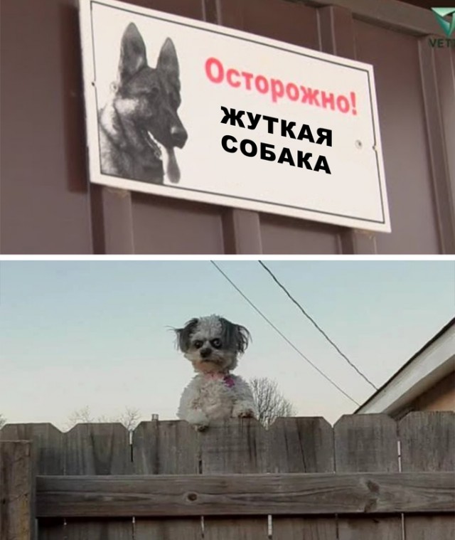 Картинки и мемы для настроения - 23