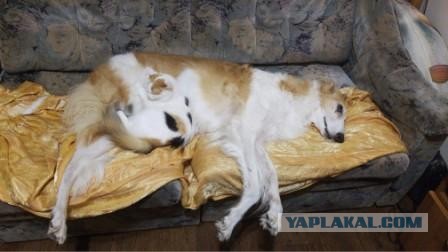 Подбирайте дворовых котят, из них получаются самые благодарные кошки