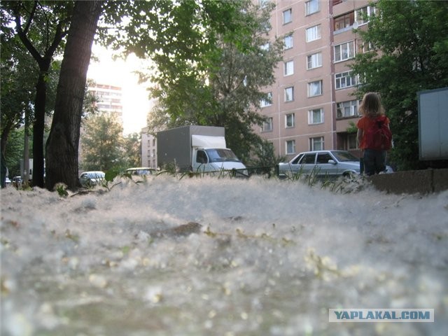 Тополя вернулись домой