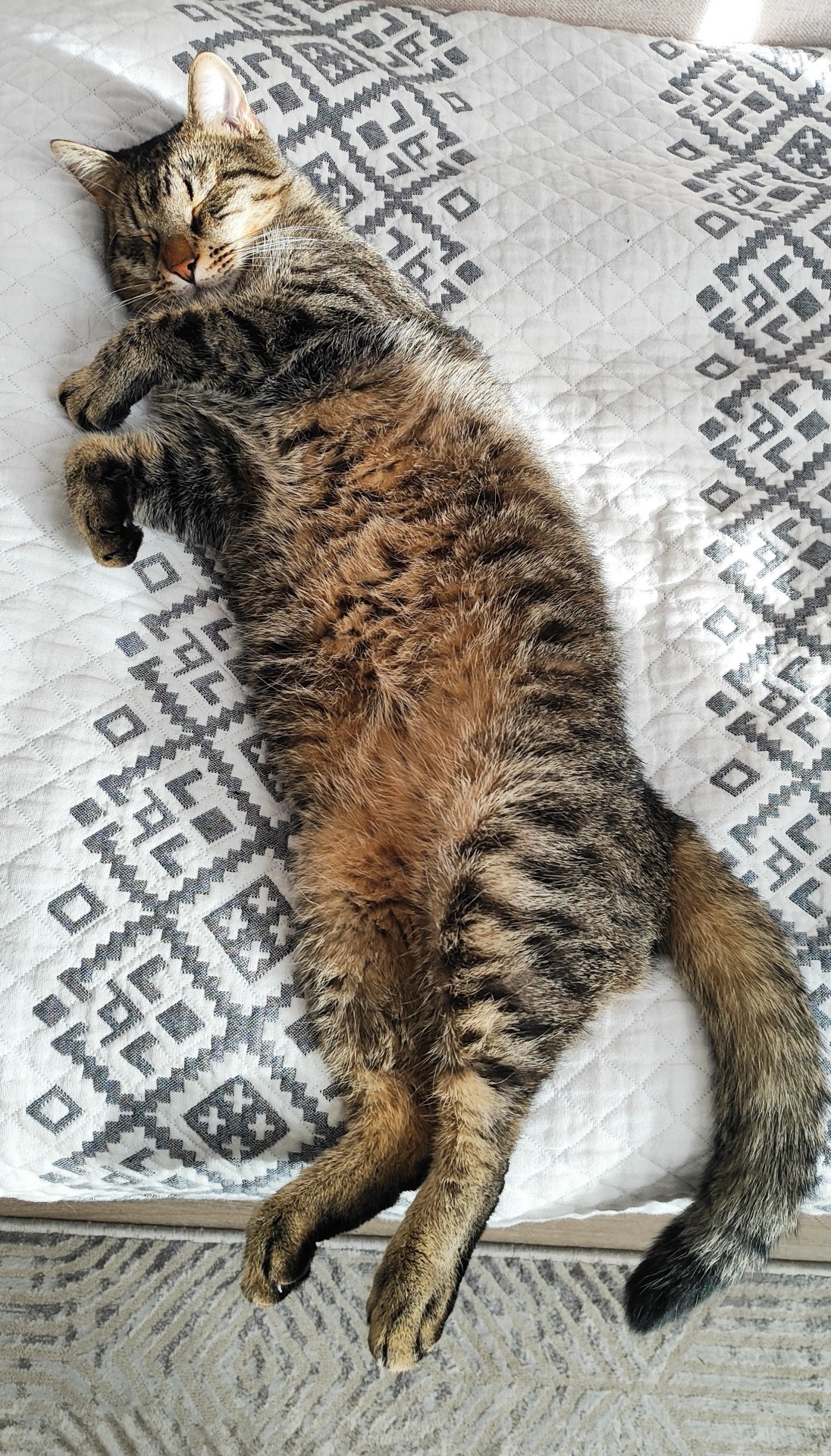 Спящий кот