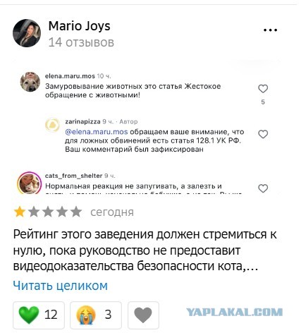 Живого котёнка замуровали в крыше пиццерии в Москве
