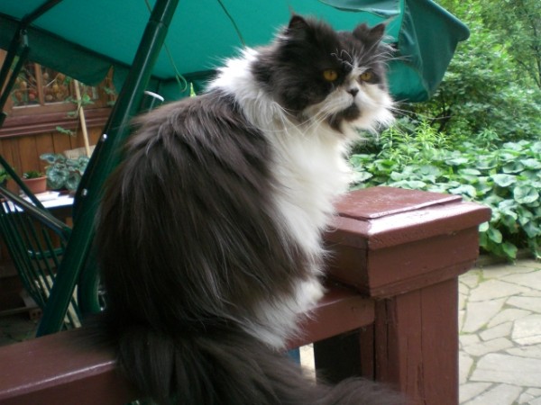 Котовторник 17.09.2013