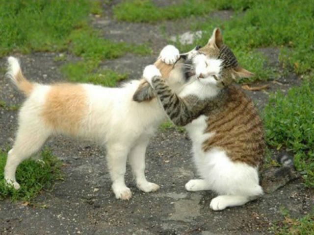 Котейка, который не знает как лежат котейки