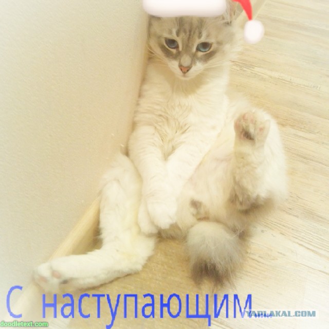 Котовторник   31.12.  2013