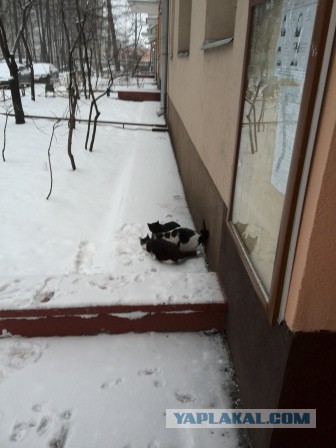 Категории женщин