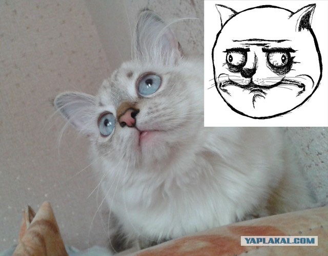Котовторник 04.03.2014