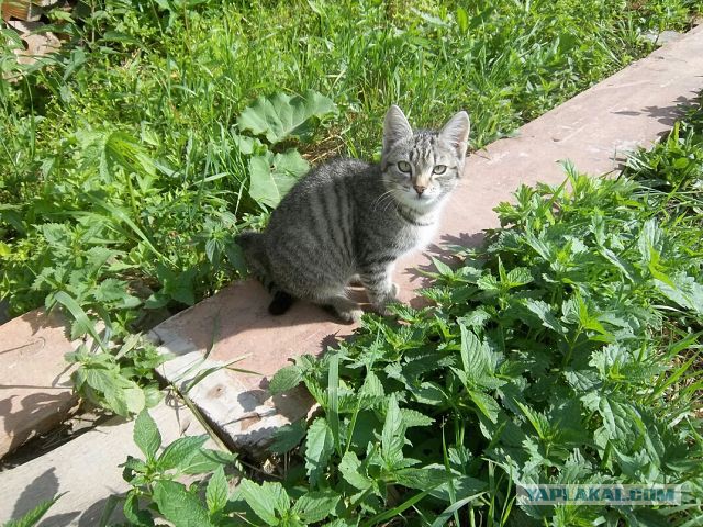 Котовторник 04.03.2014