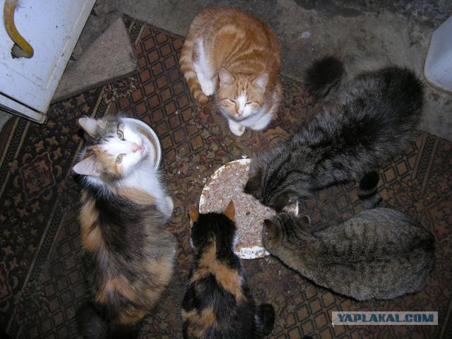 Котовторник 17.06.2014