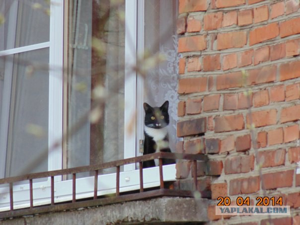Котовторник 2.12.14