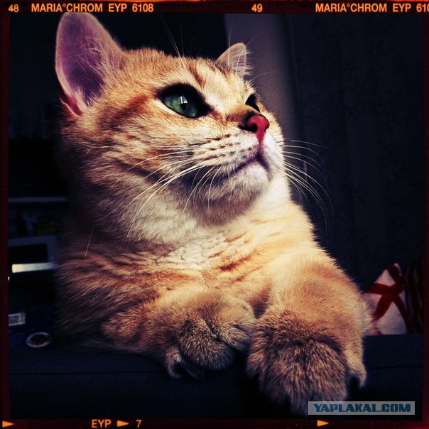 Кастрация кошек и котов