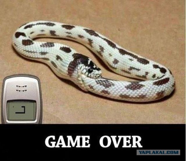 Игра "Змейка" в реальной жизни