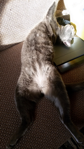 Котовторник 28.04.2015