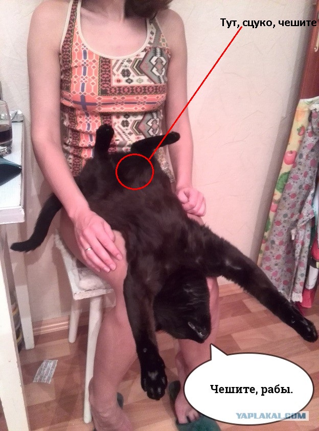 Жена кота сломала!