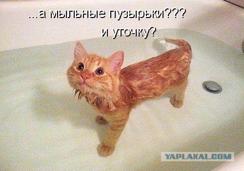 Прикольные коты