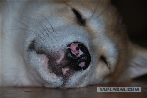 Собакочетверг же, ау!