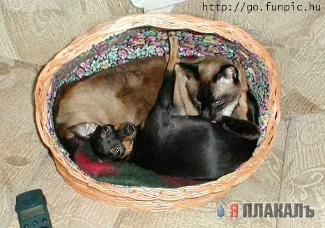 Коты, кошки, котята