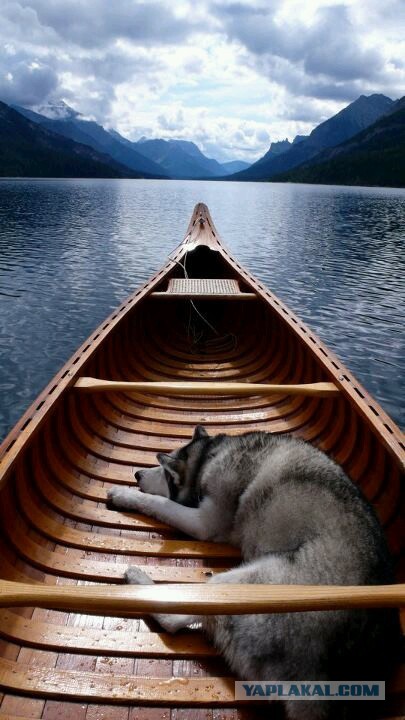 Собакочетверг