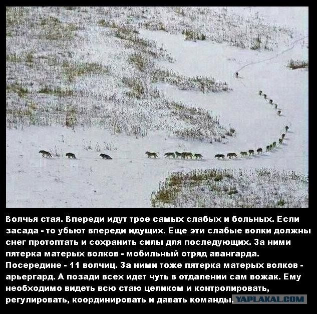 Подборка картинок из сети
