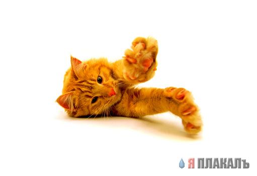 Коты, кошки, котята
