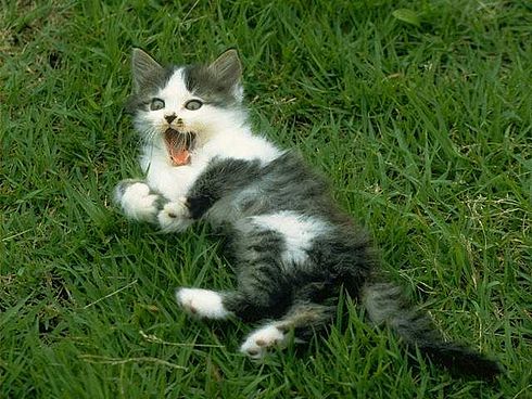 Коты, кошки, котята