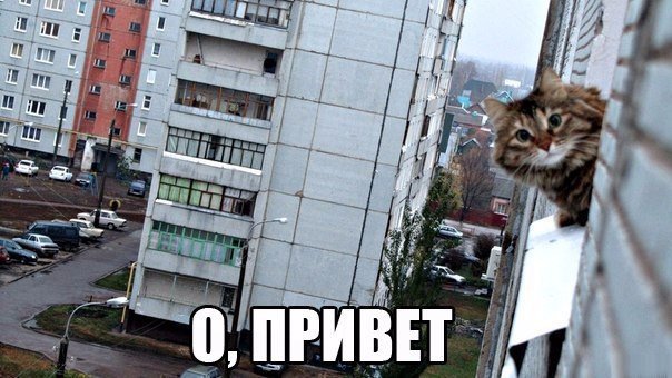 Мохнатые беспредельщики
