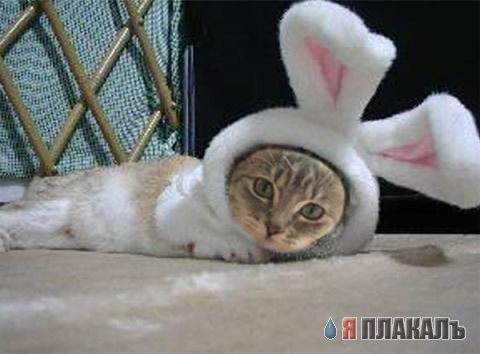 Котовторник!