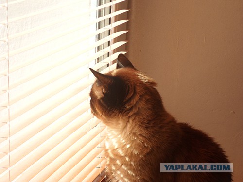 Рыжий кот