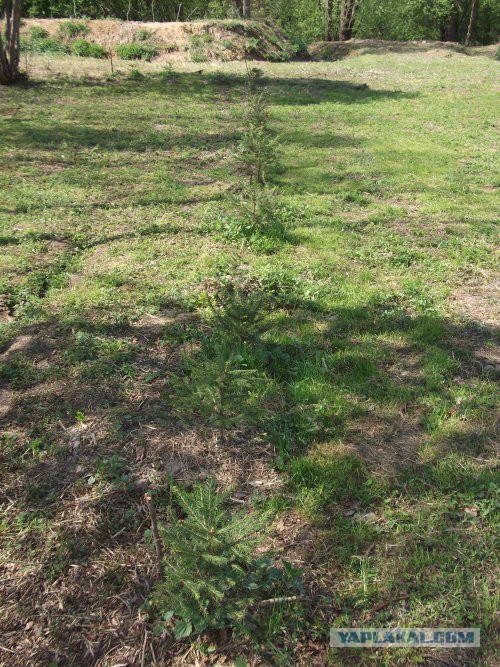 Хорошо иметь домик в деревне. История из жизни.