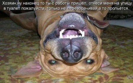 Прикольные картинки из интернета
