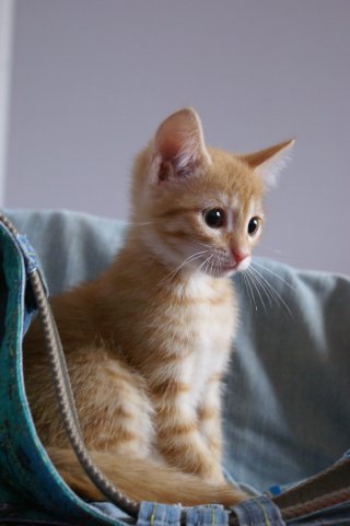 Котовторник: лента прикольных котов на 05.02!