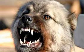 Догхантеры начали травить собак в Ижевске.